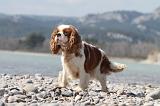 CAVALIER KING CHARLES 213